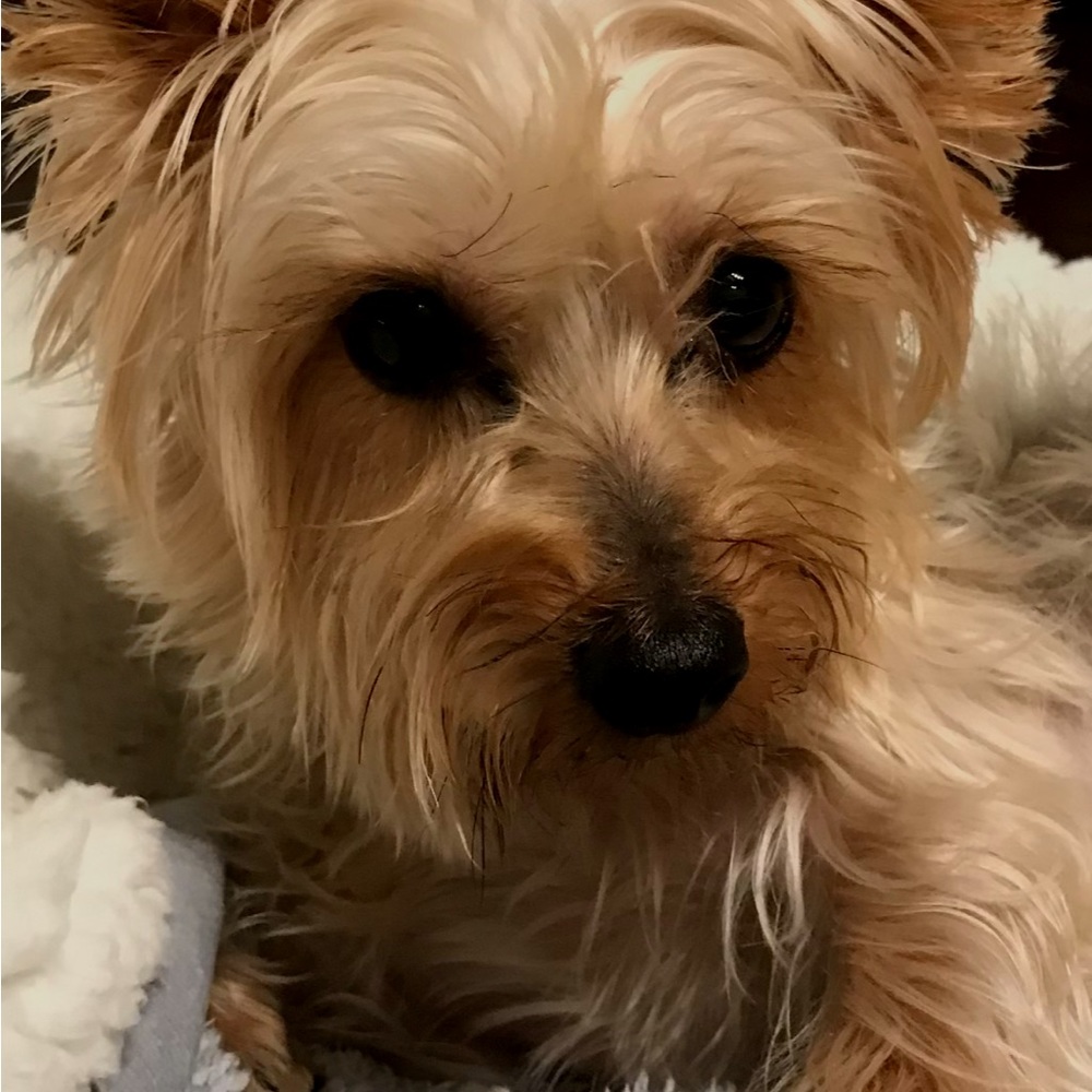 Meet Frankie she is simply one of my favorites
